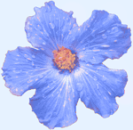 picture of a blue hibiscus flower
