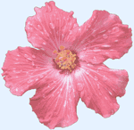 picture of a red hibiscus flower